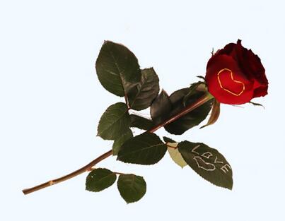 創(chuàng)意玫瑰花<a href=http://www.inspiredelm.com/diy/ target=_blank class=infotextkey>手工制作</a>