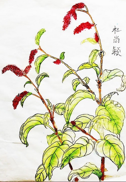盛開的紅蓼