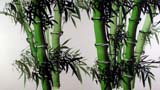 竹子的兒童畫-茂盛的竹子