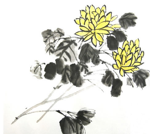 美麗的菊花