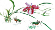 清雅蘭花