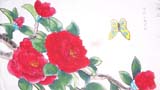 花中之王牡丹
