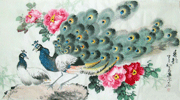 孔雀求愛