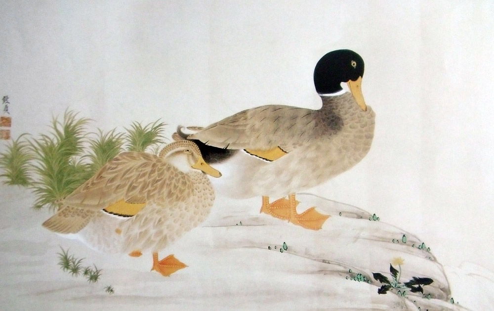 鴨子