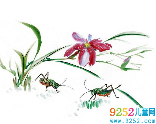 清雅蘭花  