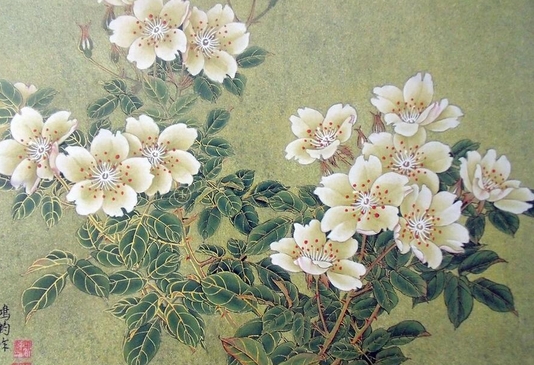 白色的茶花