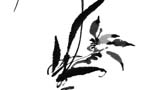 淡雅蘭花