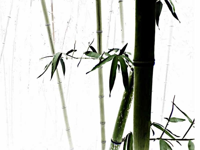 竹子的<a href=http://www.inspiredelm.com/ertonghua/ target=_blank class=infotextkey>兒童畫</a>-斗笠竹