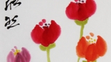 郁金香開花了