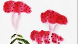 雞冠花圖