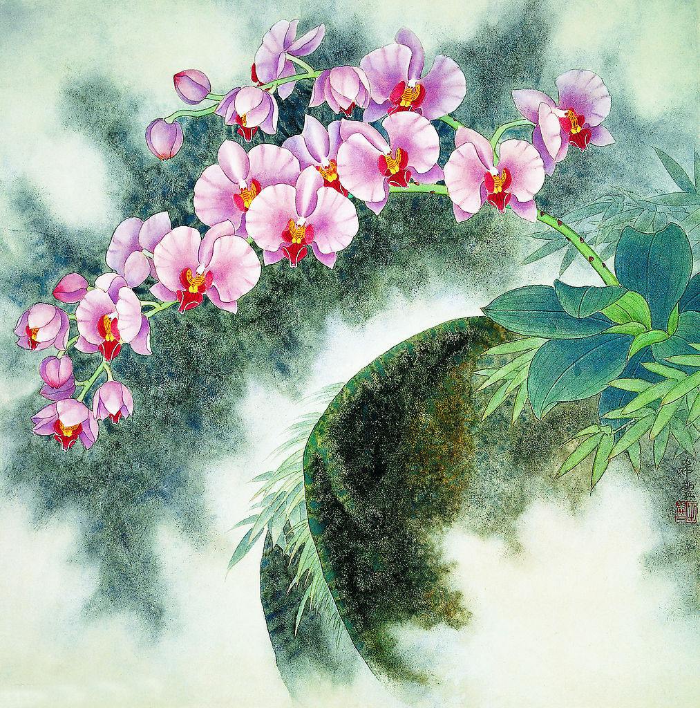 懸崖上的蝴蝶蘭