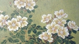 白色的茶花