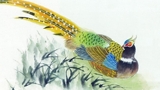 野雞的世界