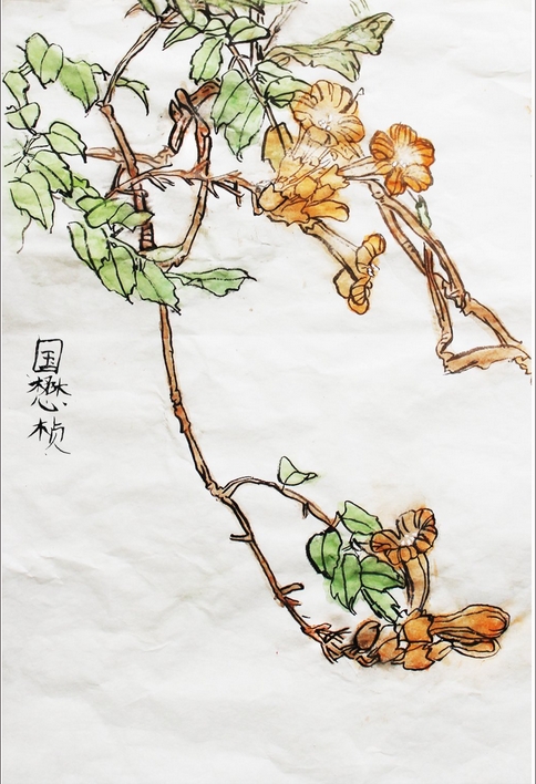 盛開的花