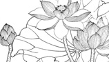 朵朵荷花