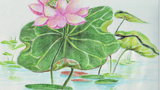水中蓮