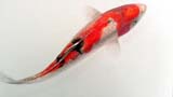 生動的小金魚