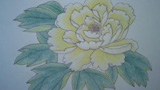 白色牡丹花
