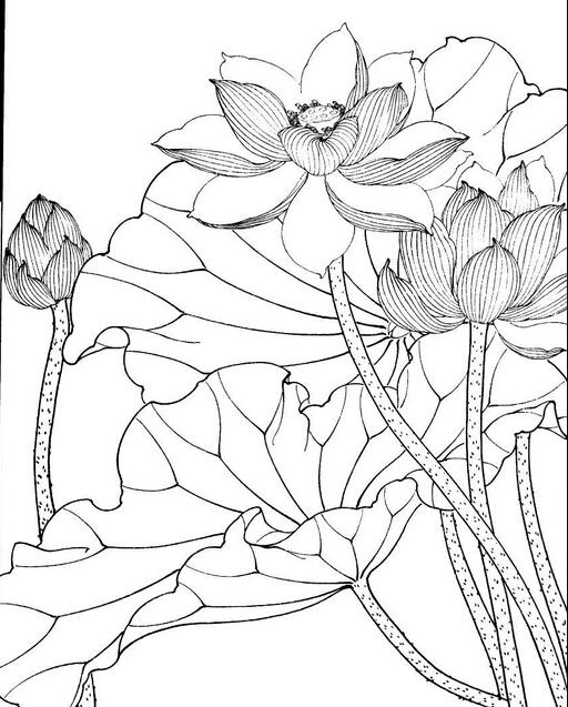 朵朵荷花
