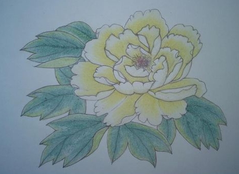 白色牡丹花
