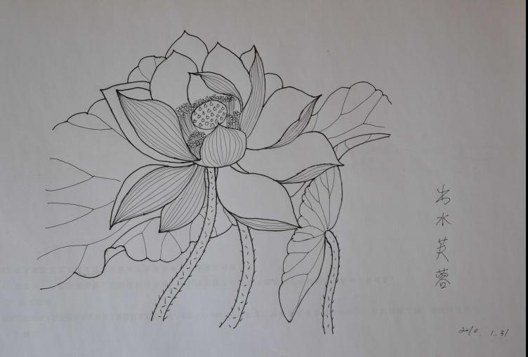 夏日荷花