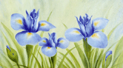 藍(lán)色的蘭花