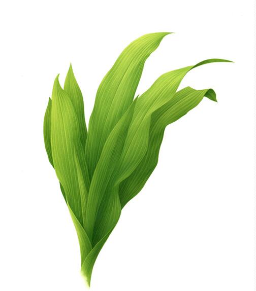 植物水草插畫