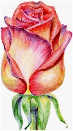玫瑰花插圖素材