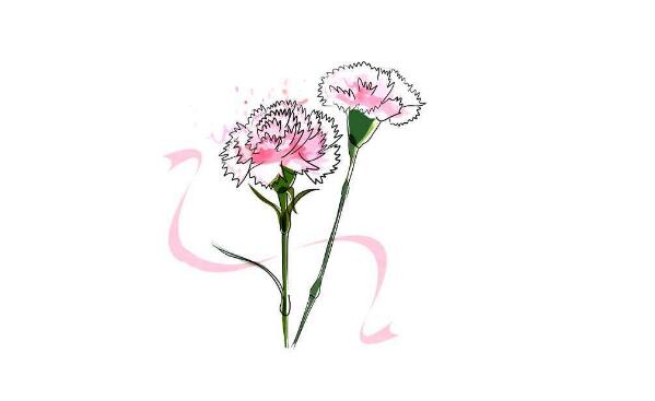 康乃馨手抄報(bào)插圖
