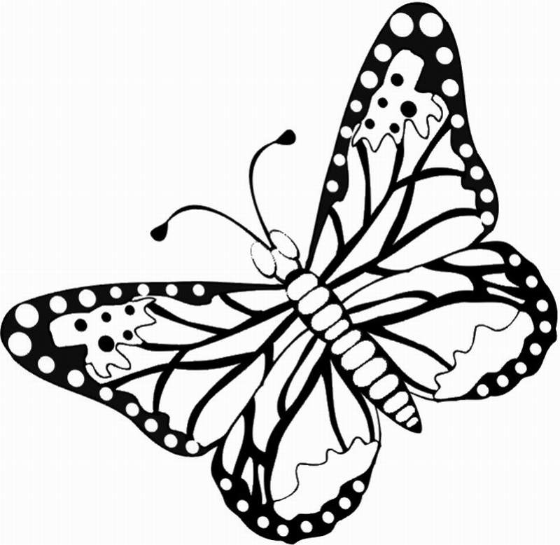 漂亮的蝴蝶<a href=http://www.inspiredelm.com/jianbihua/ target=_blank class=infotextkey>簡筆畫</a>