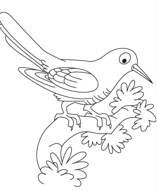 人類的朋友，布谷鳥(niǎo)簡(jiǎn)筆畫(huà)