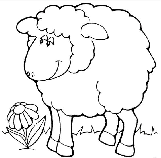 小綿羊動(dòng)物簡(jiǎn)筆畫(huà)