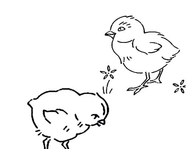 小公雞動物簡筆