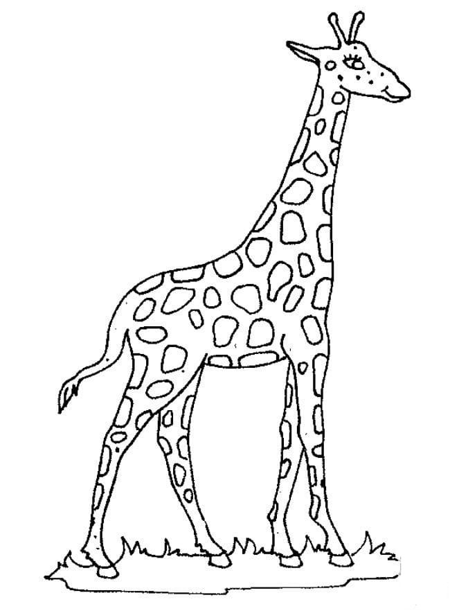 長(zhǎng)頸鹿<a href=http://www.inspiredelm.com/jianbihua/ target=_blank class=infotextkey>簡(jiǎn)筆畫</a>圖片_長(zhǎng)頸鹿兒童繪畫作品圖集
