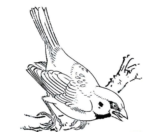 麻雀兒童簡(jiǎn)筆