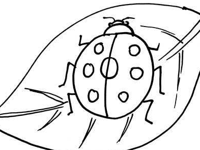 七星瓢蟲(chóng)簡(jiǎn)筆畫(huà)