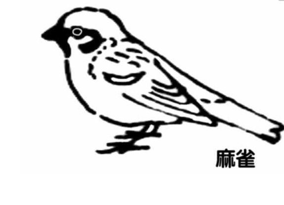 麻雀兒童簡(jiǎn)筆