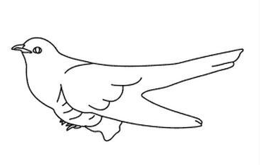 布谷鳥(niǎo)簡(jiǎn)筆畫(huà)圖片