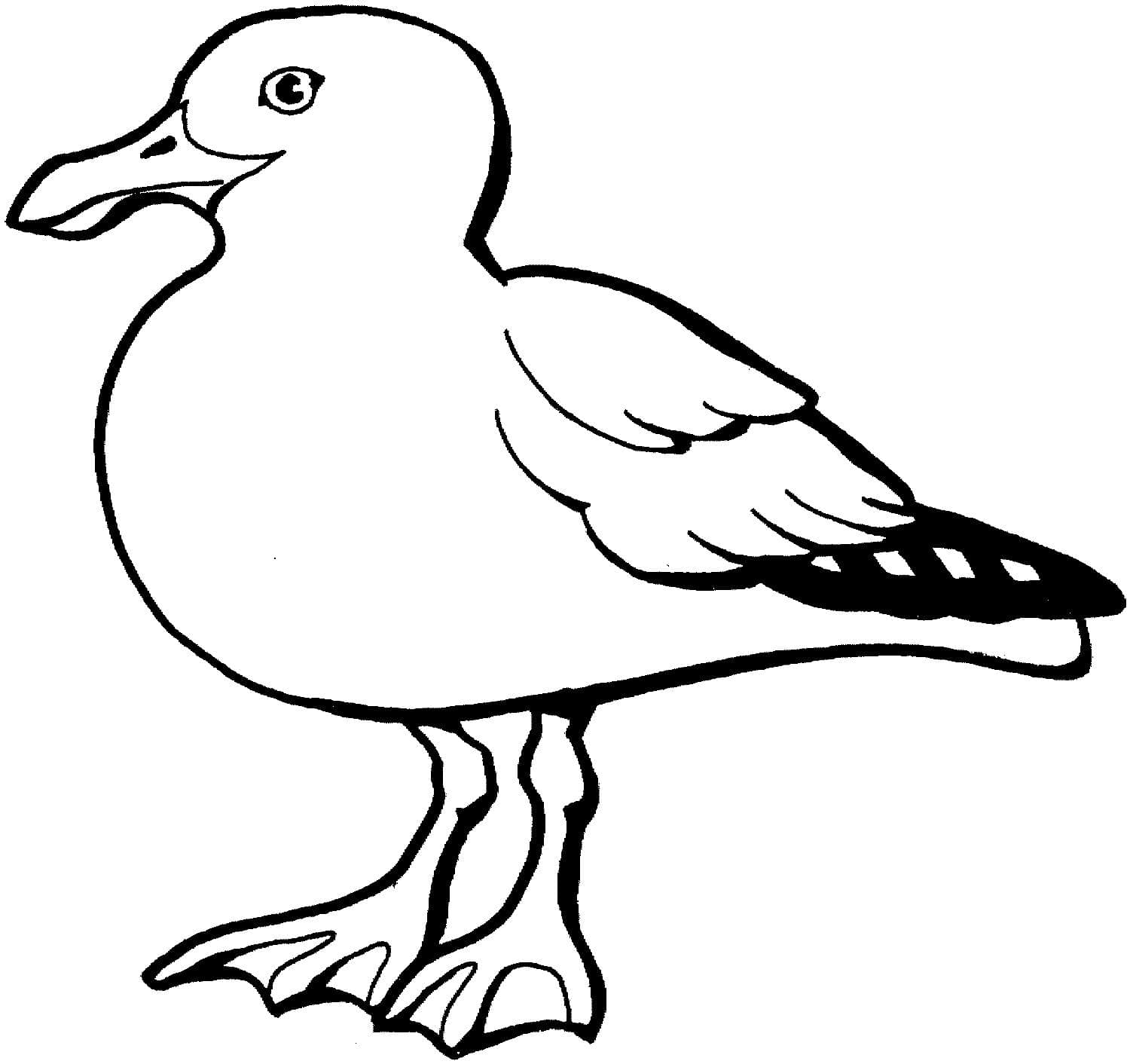 海鷗動(dòng)物簡(jiǎn)筆