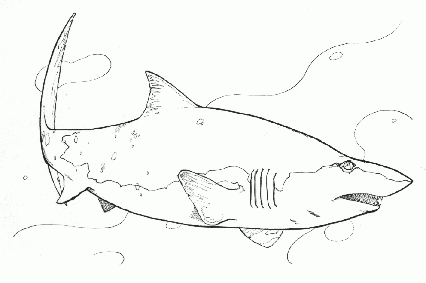 大鯊魚簡筆圖片