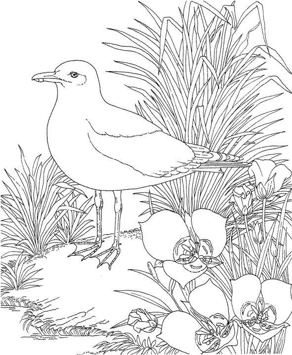 海鷗動(dòng)物簡(jiǎn)筆