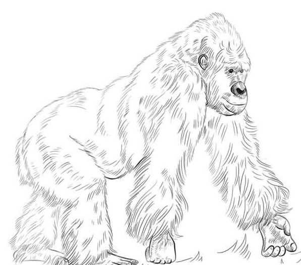 黑猩猩<a href=http://www.inspiredelm.com/jianbihua/ target=_blank class=infotextkey>簡(jiǎn)筆畫</a>步驟