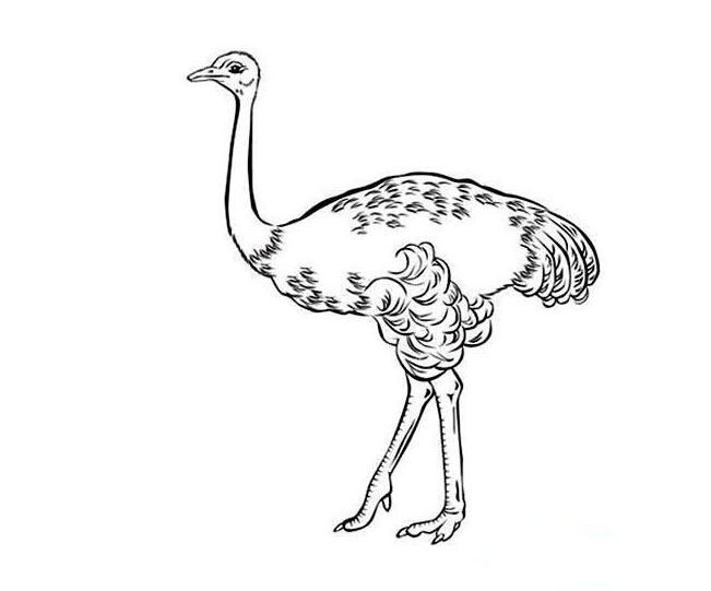 鴕鳥簡(jiǎn)筆畫圖片大全，簡(jiǎn)筆畫鴕鳥的畫法