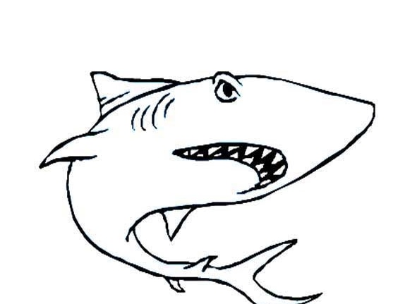 大鯊魚簡筆圖片