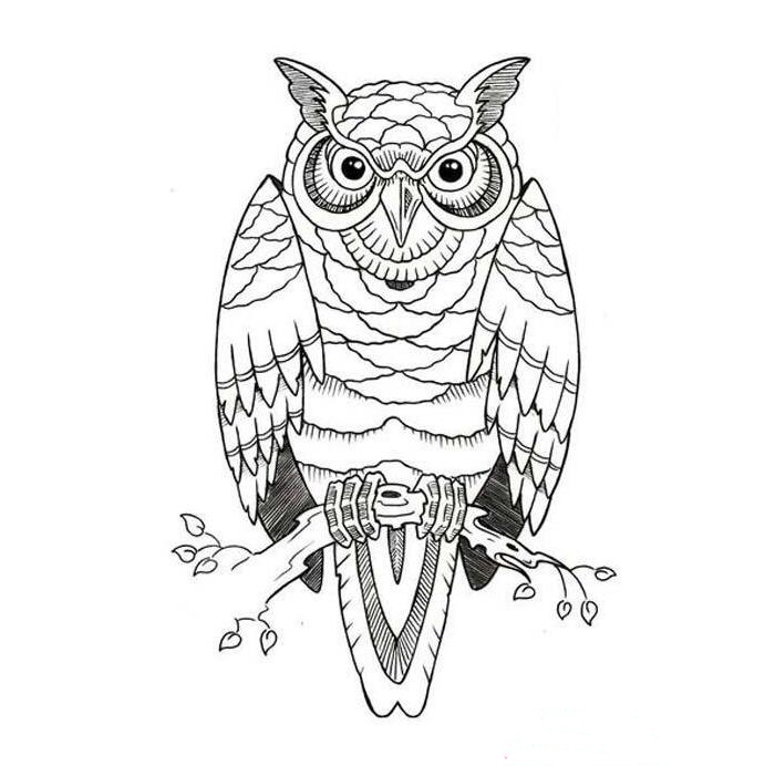貓頭鷹簡(jiǎn)筆畫(huà)圖片大全