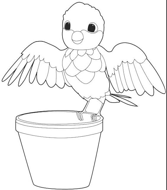 鸚鵡兒童簡筆