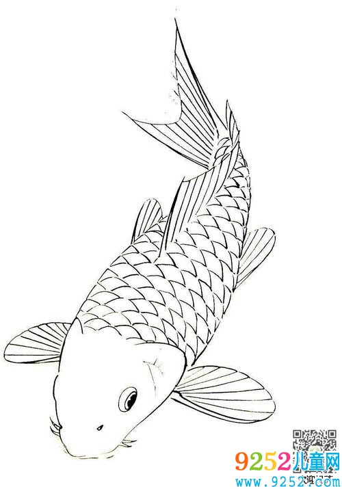 鯉魚動物簡筆