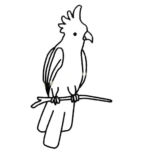 鸚鵡兒童簡(jiǎn)筆畫(huà)