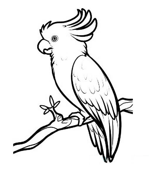 鸚鵡兒童簡筆