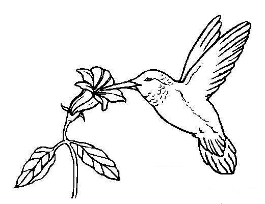 花兒與小鳥簡筆畫
